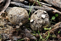 Poronia erici