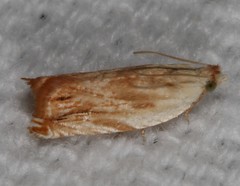 Ancylis platanana