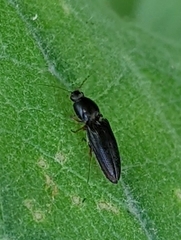 Limonius quercinus