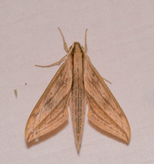 Xylophanes anubus