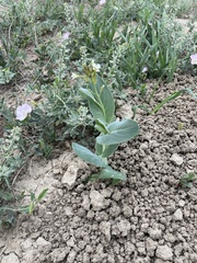 Conringia orientalis