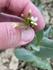 Conringia orientalis