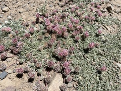 Trifolium andersonii monoense