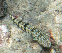 Synodus dermatogenys