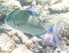 Ferdauia orthogrammus