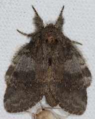 Peridea angulosa