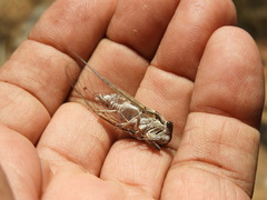 Diceroprocta tepicana