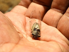 Diceroprocta tepicana