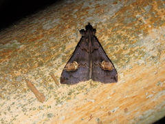 Scopifera lycagusalis