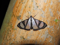 Glyphodes extorris