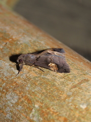 Scopifera lycagusalis