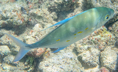 Ferdauia orthogrammus