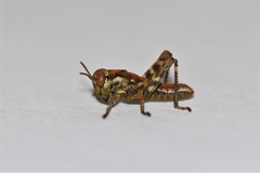 Melanoplus macclungi