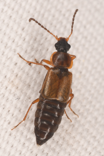 Pelecomalium testaceum