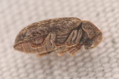 Xestobium affine