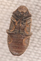 Xestobium affine