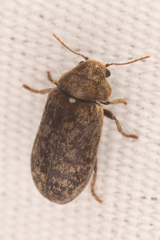 Xestobium affine