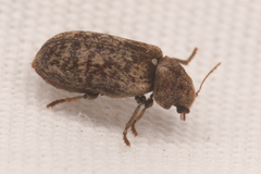 Xestobium affine
