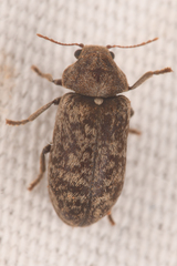 Xestobium affine