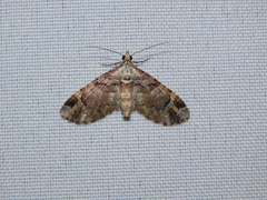 Geometridae
