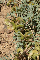 Astragalus speirocarpus