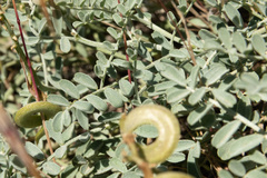 Astragalus speirocarpus