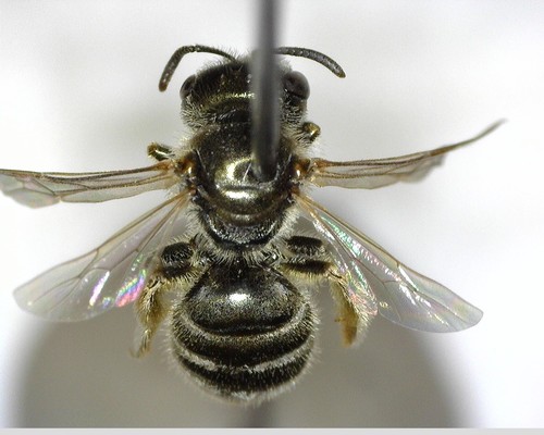 iNaturalist observation photo of Furrow Bees