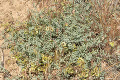 Astragalus speirocarpus