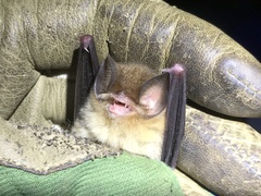 Chilonatalus micropus