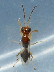 Anteon