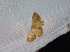 Geometridae