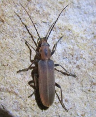 Oxacis trimaculata