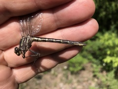 Phanogomphus spicatus