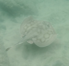 Urobatis concentricus