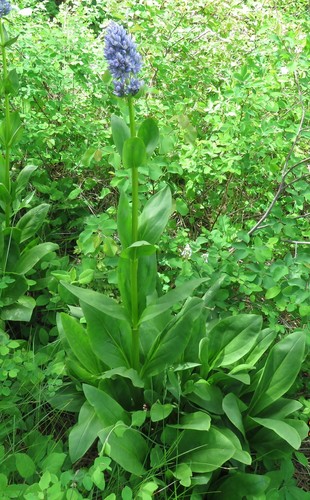 Image of Frasera fastigiata by no rights reserved