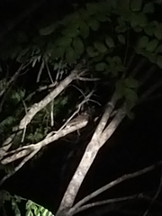 Nyctiphrynus yucatanicus