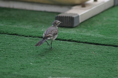 White Wagtail