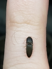 Heteroderes amplicollis