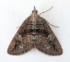 Hydriomena morosata