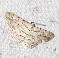 Hymenomima memor