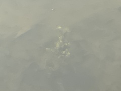 Micranthemum umbrosum