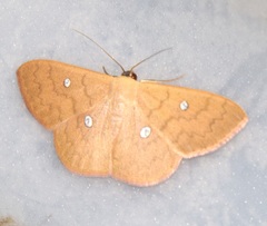 Semaeopus illimitata
