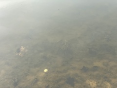 Micranthemum umbrosum