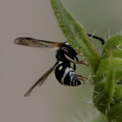Stenodynerus toas