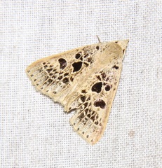 Herminodes atrosignata