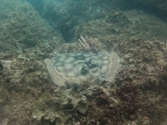 Urobatis concentricus