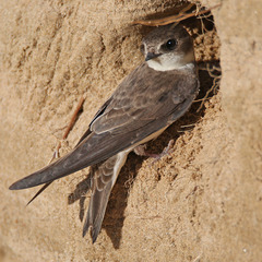Sand Martin photo 5