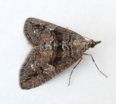 Hydriomena morosata