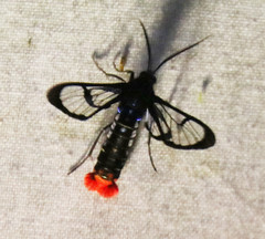 Phoenicoprocta vacillans