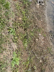 Micranthemum umbrosum